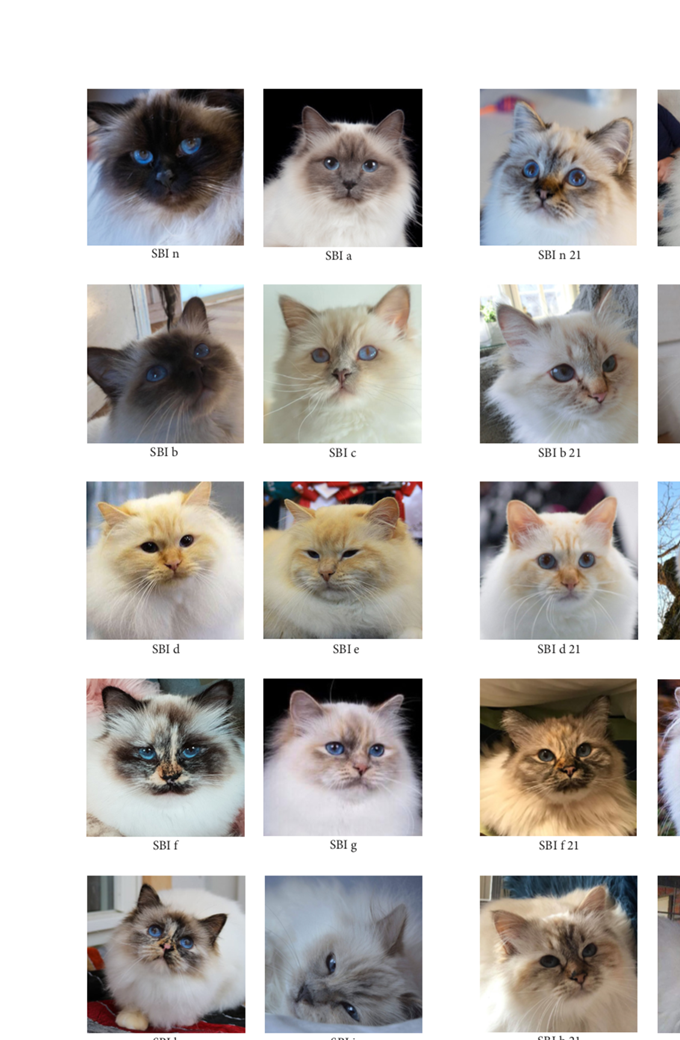 Vi takker alle eiere som har sendt inn bilder av sine katter!