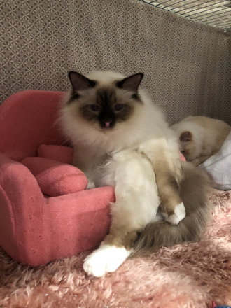 Remus synes det er greit med egen sofa