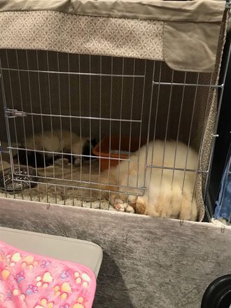 Jackie og Elmer tar livet med ro