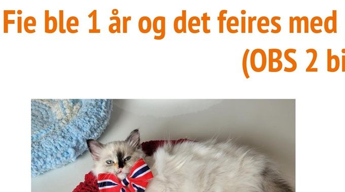 Nummer 4 ble NO*NøsteEngelene Fie My Diamond - Oppdretter/Eier: Inger Olsen