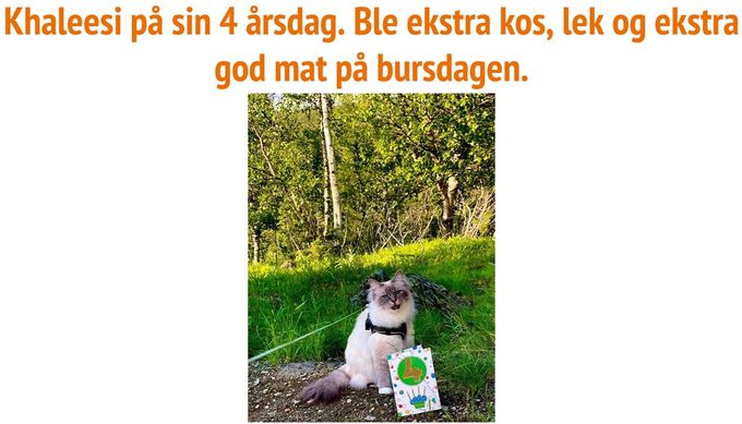 Nummer 5 ble IP (N) Eikerskogens Kalesi - Oppdretter: Atle Aarkvisla/Eier: Line K L Opedal