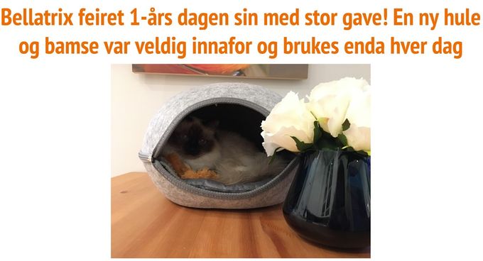 GIC NO*Lunarlight's Bellatrix - Oppdretter/Eier: Siri Rødsjø