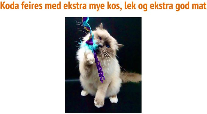 PR NO*Fruitblossom's Napoleon Bonaparte - Oppdretter: Bodil Moss/Eier: Lind K. L. Opedal