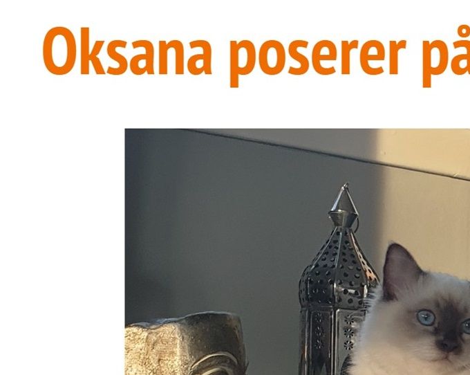 CH NO*Nekstad's Oksana - Oppdretter: Stine T. Nekstad Jensen/Eier: Anne Kristin Tufte