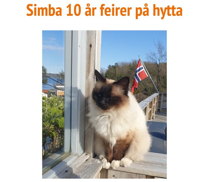NO*Fumapusene Simba - Oppdretter: Ranita Hansen/Eier: Anne Kristin Tufte