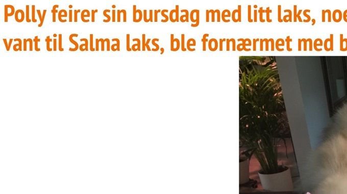 NO*Stalderkattens Polly - Oppdretter: Tove & Jan Stalder/Eier: Lill Kleven